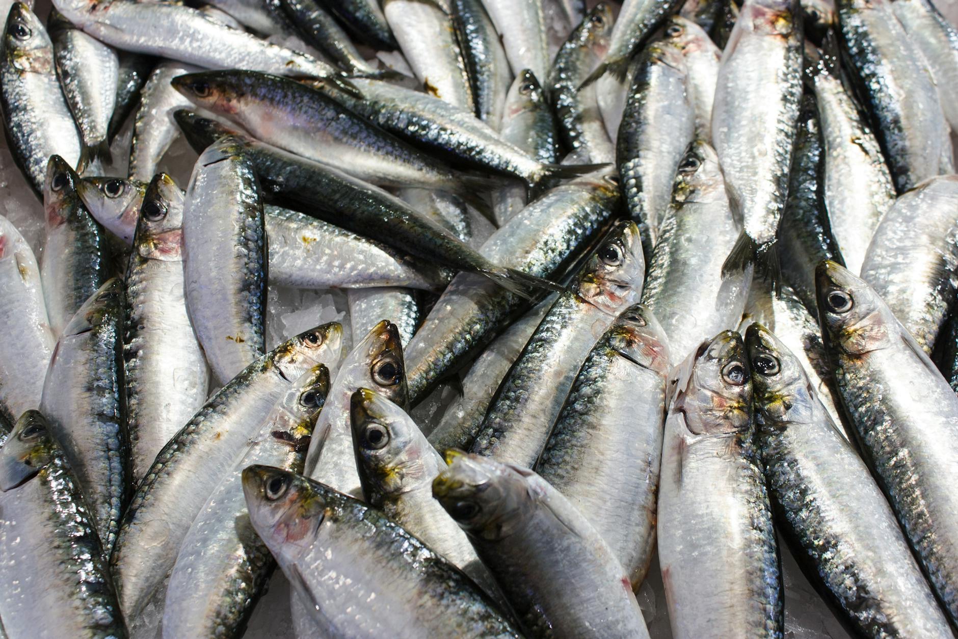 What Makes Sardines Different From Other Fish for Brain Health?