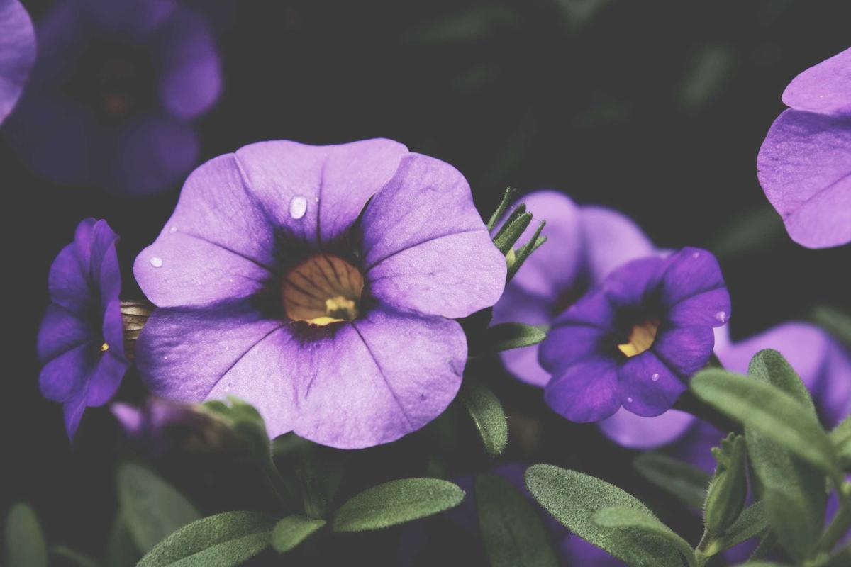 What Makes Some Brains Resistant to Dementia?