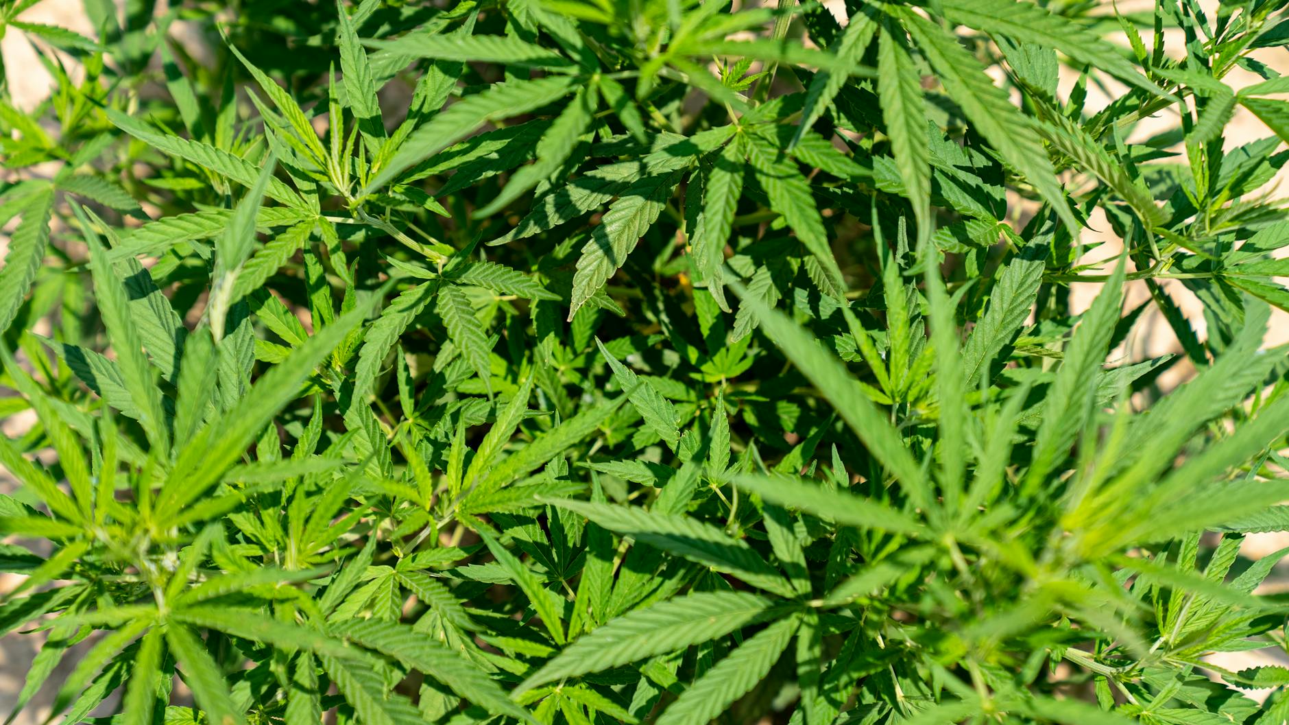 What Nutrients in Hemp Seeds Support Brain Protection?