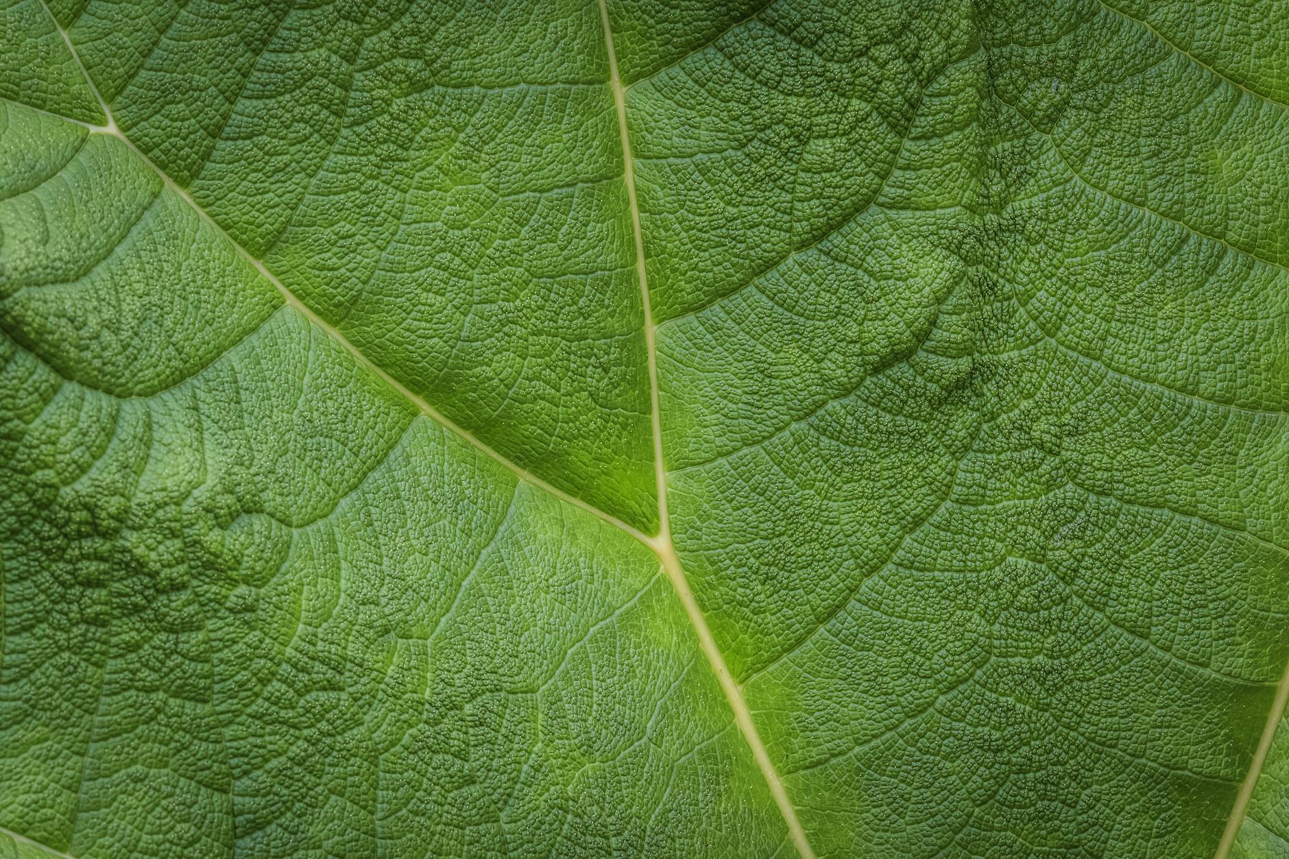 Which Leafy Greens Are Most Protective, and Do All Types Work Equally Well?