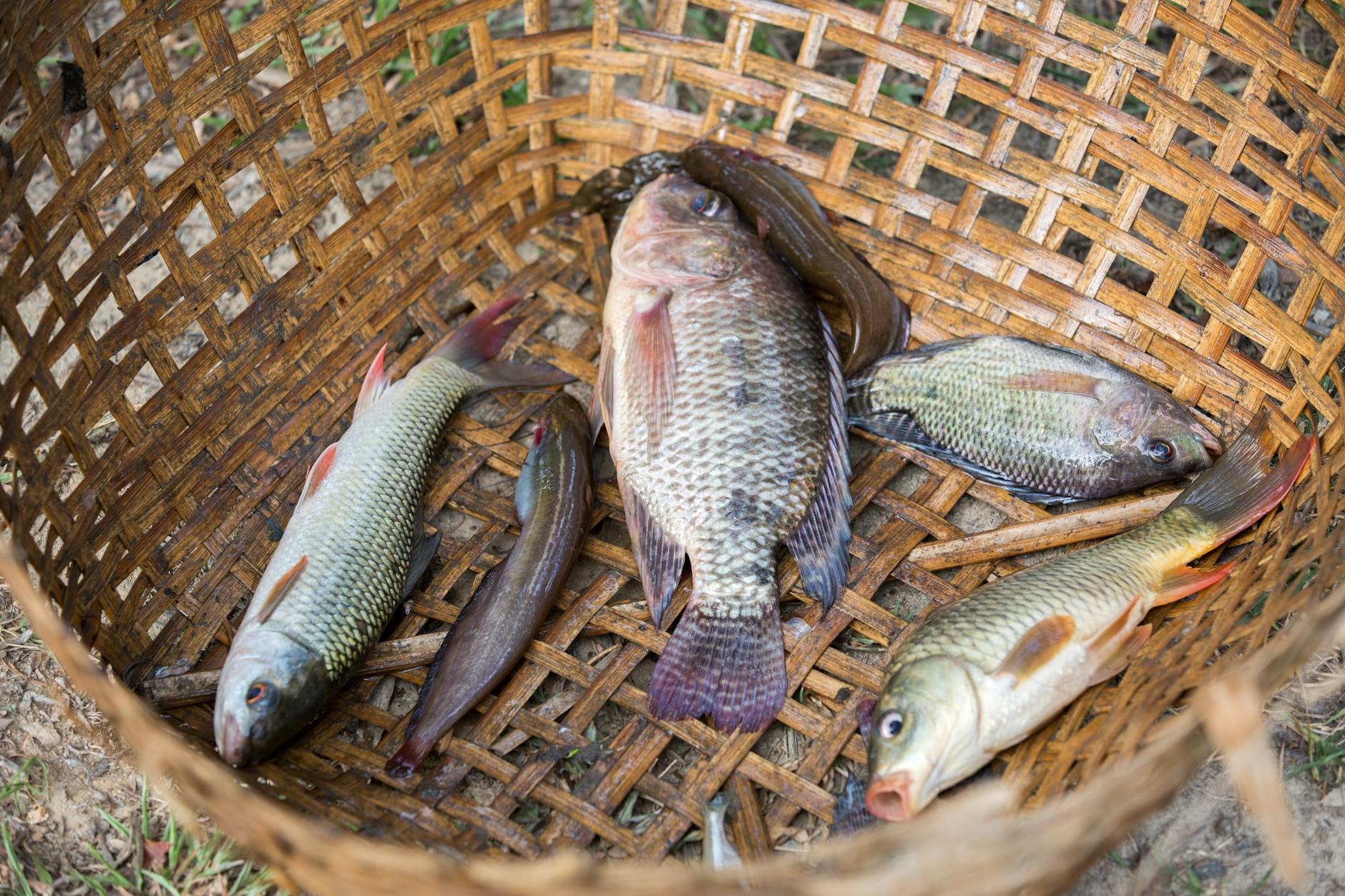 Which Types of Fish Provide the Greatest Brain Protection?