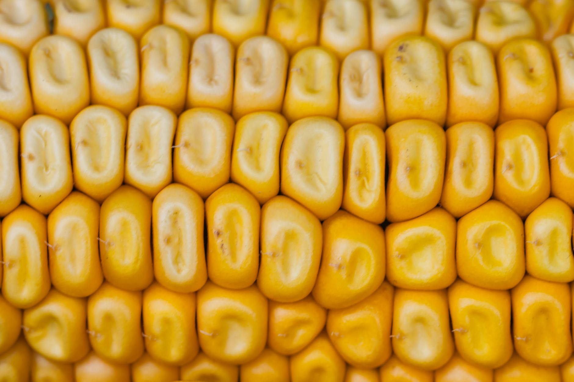 Why corn oil Could Be the Most Important Brain Food for Adults Over 70 ...