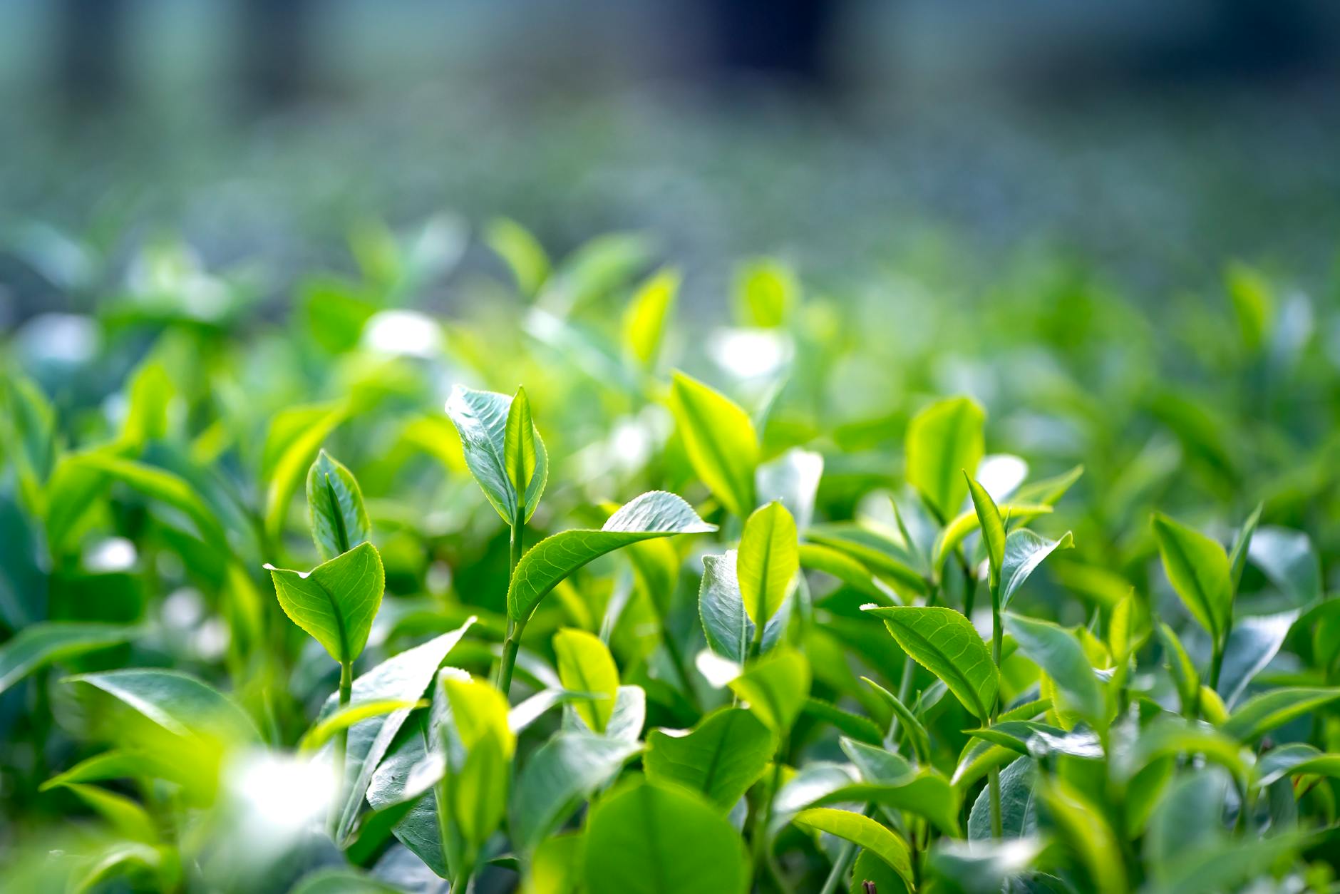 Why Does Green Tea Outperform Isolated Brain Supplement Compounds?
