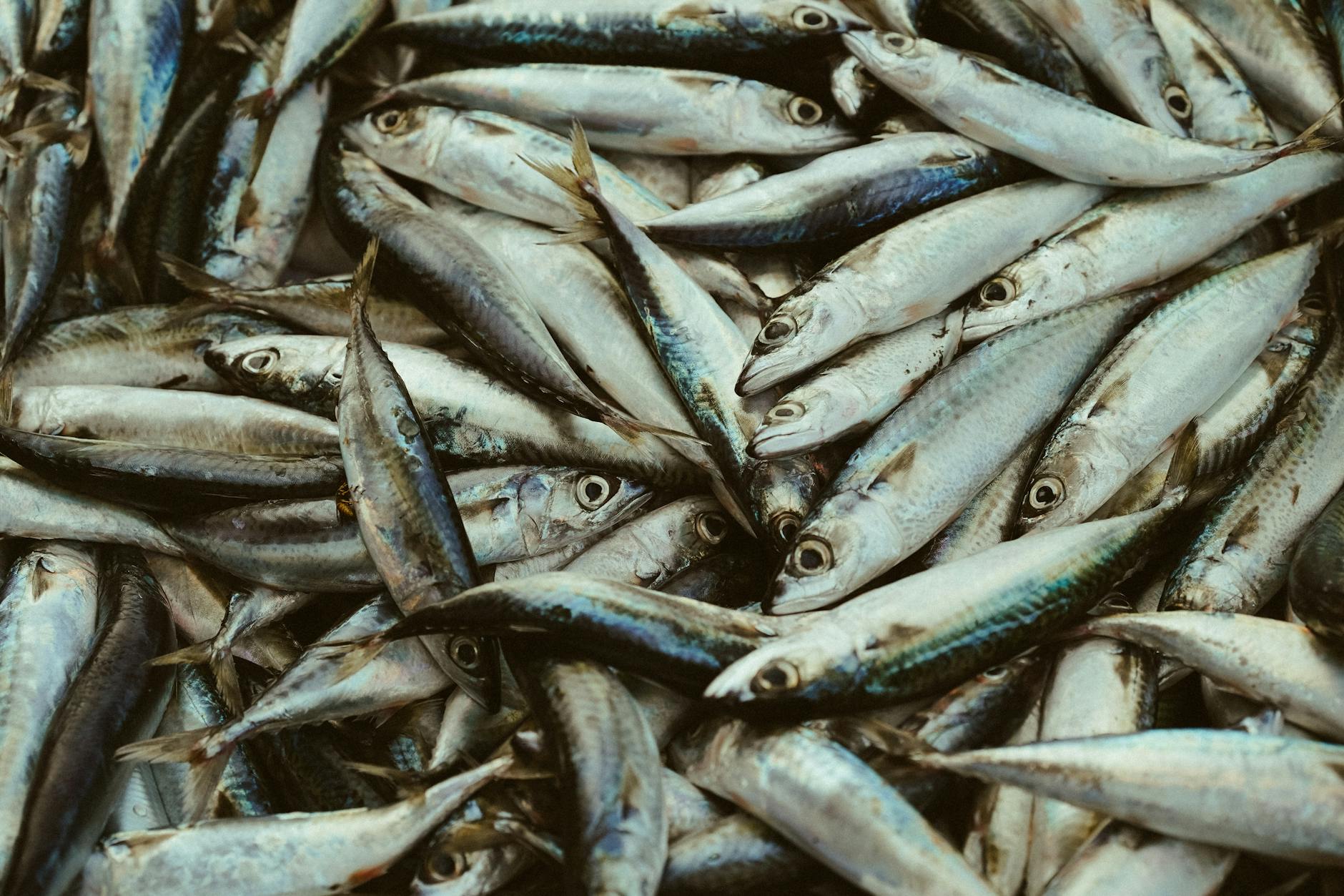 Why Sardines Are Actually Brain-Protecting Powerhouses
