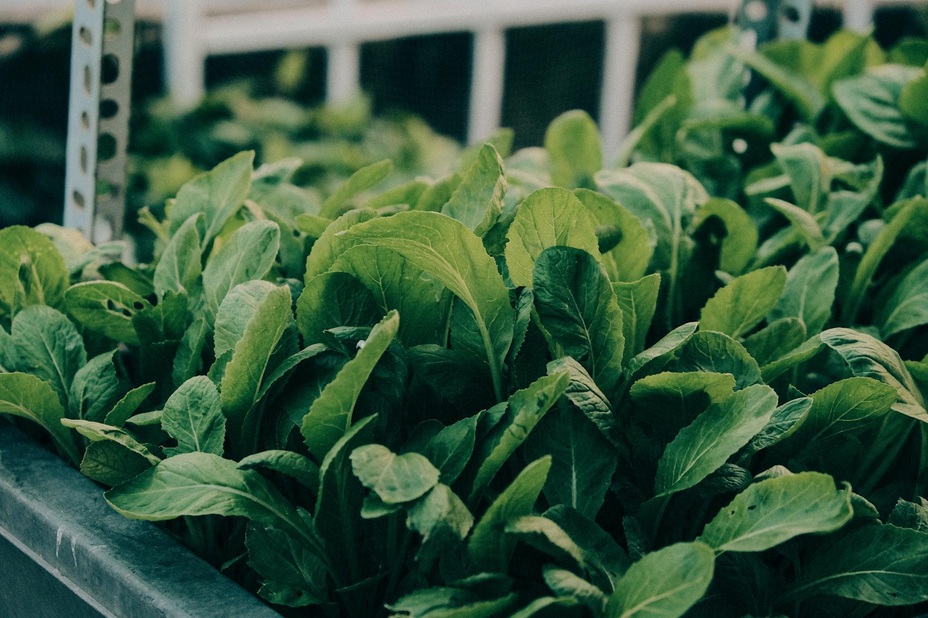 Why Spinach Might Not Work the Same for Everyone