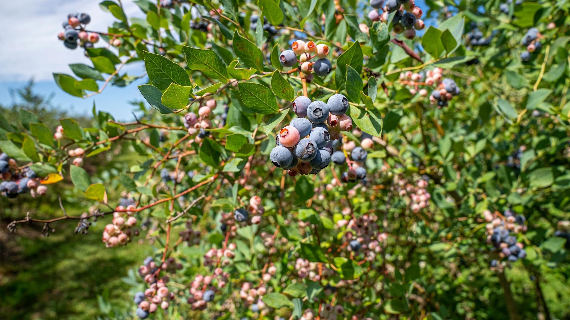 Wild Blueberries vs. Cultivated Blueberries: Why the Distinction Matters