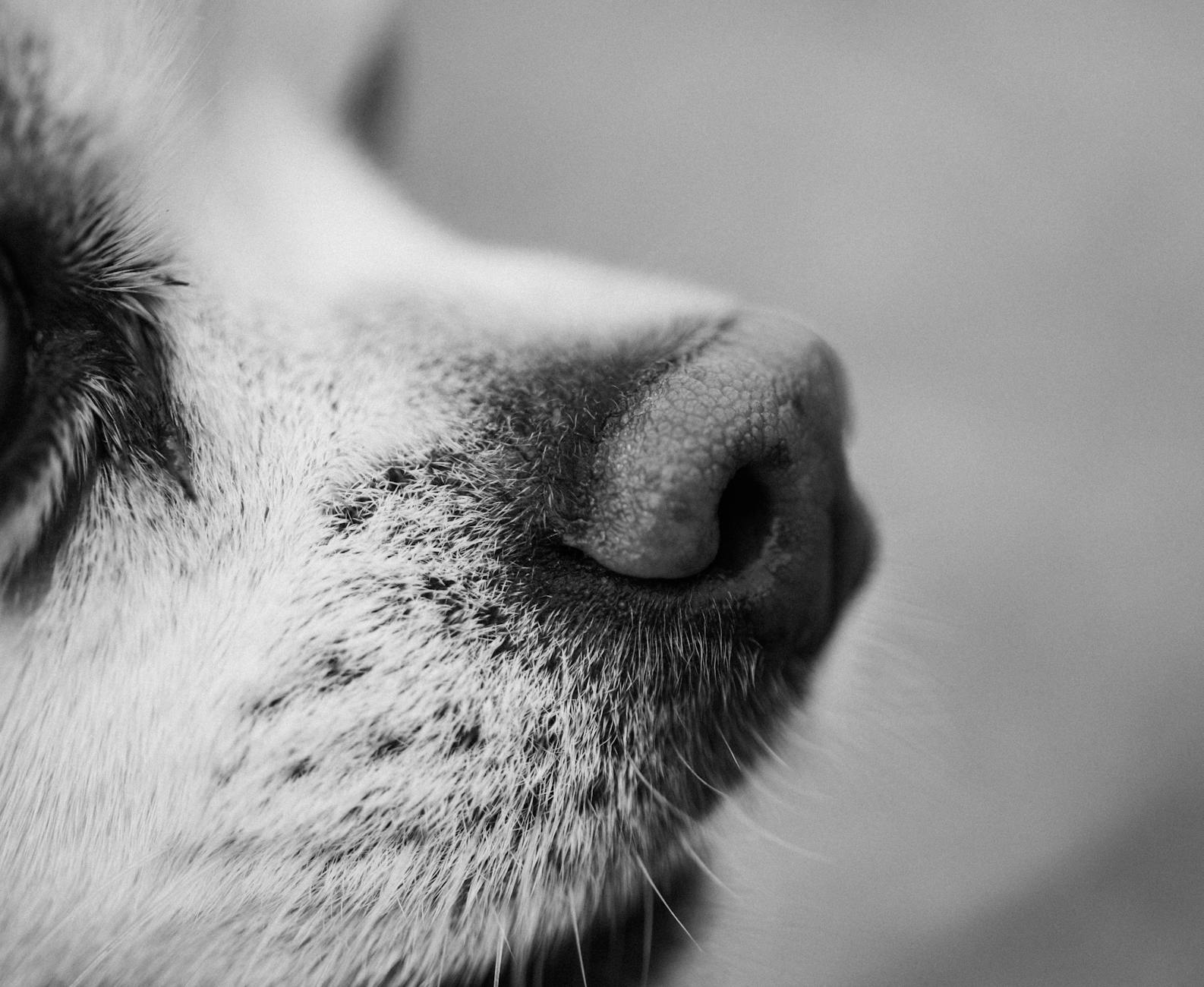 Can an Affordable Nasal Antihistamine Really Get You Through Cold Season?