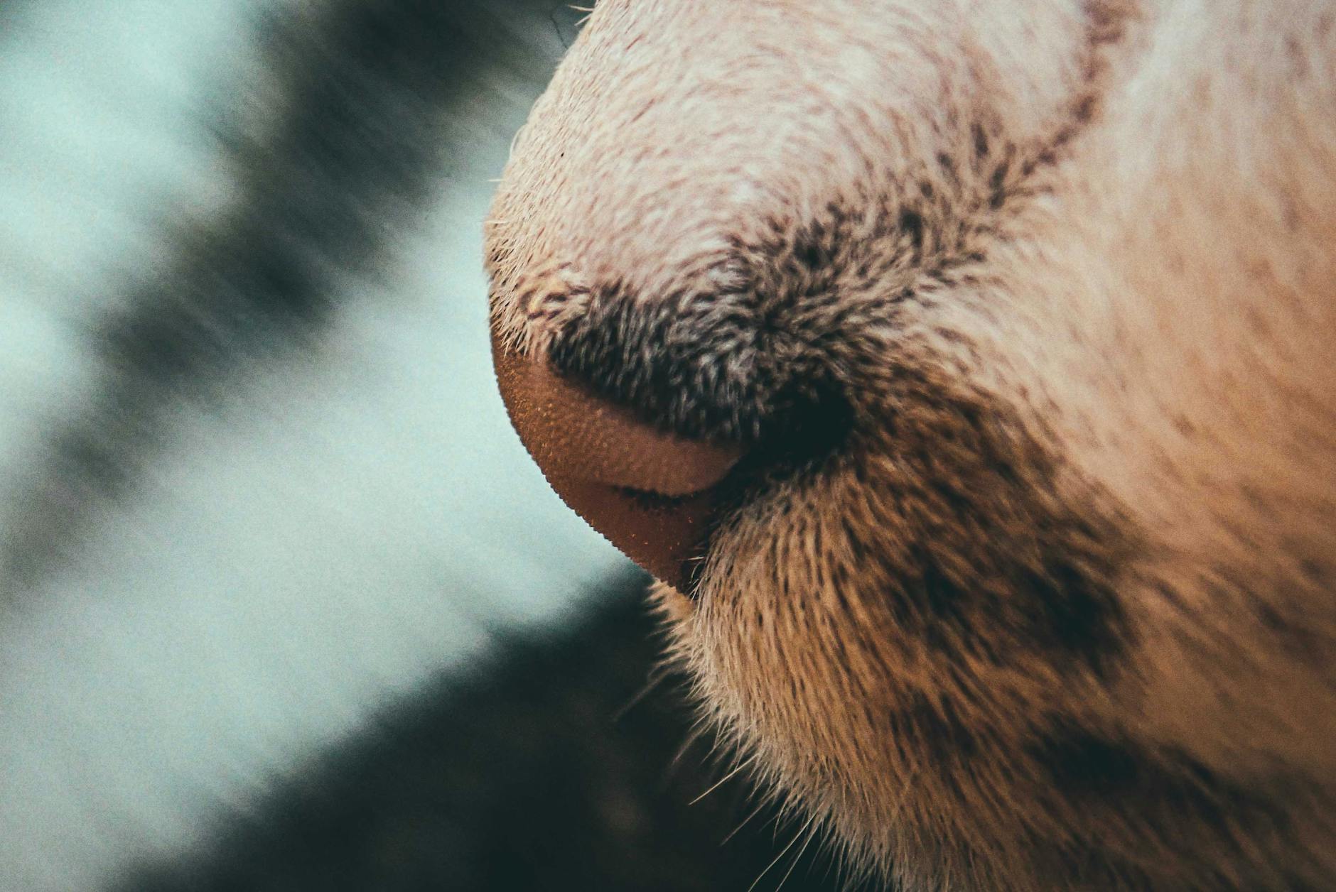 Can Pets Really Slow Cognitive Decline in Older Adults?