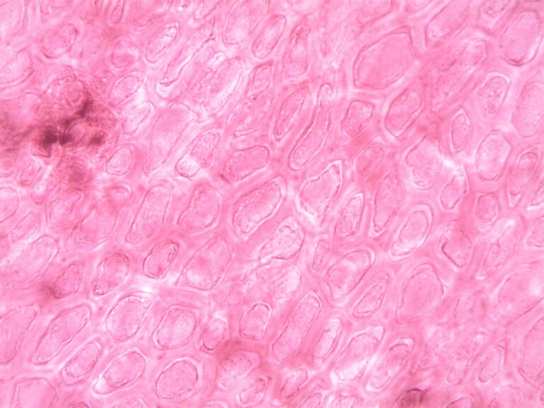 Could 3D Cell Models Replace Some Animal Testing? - Featured image
