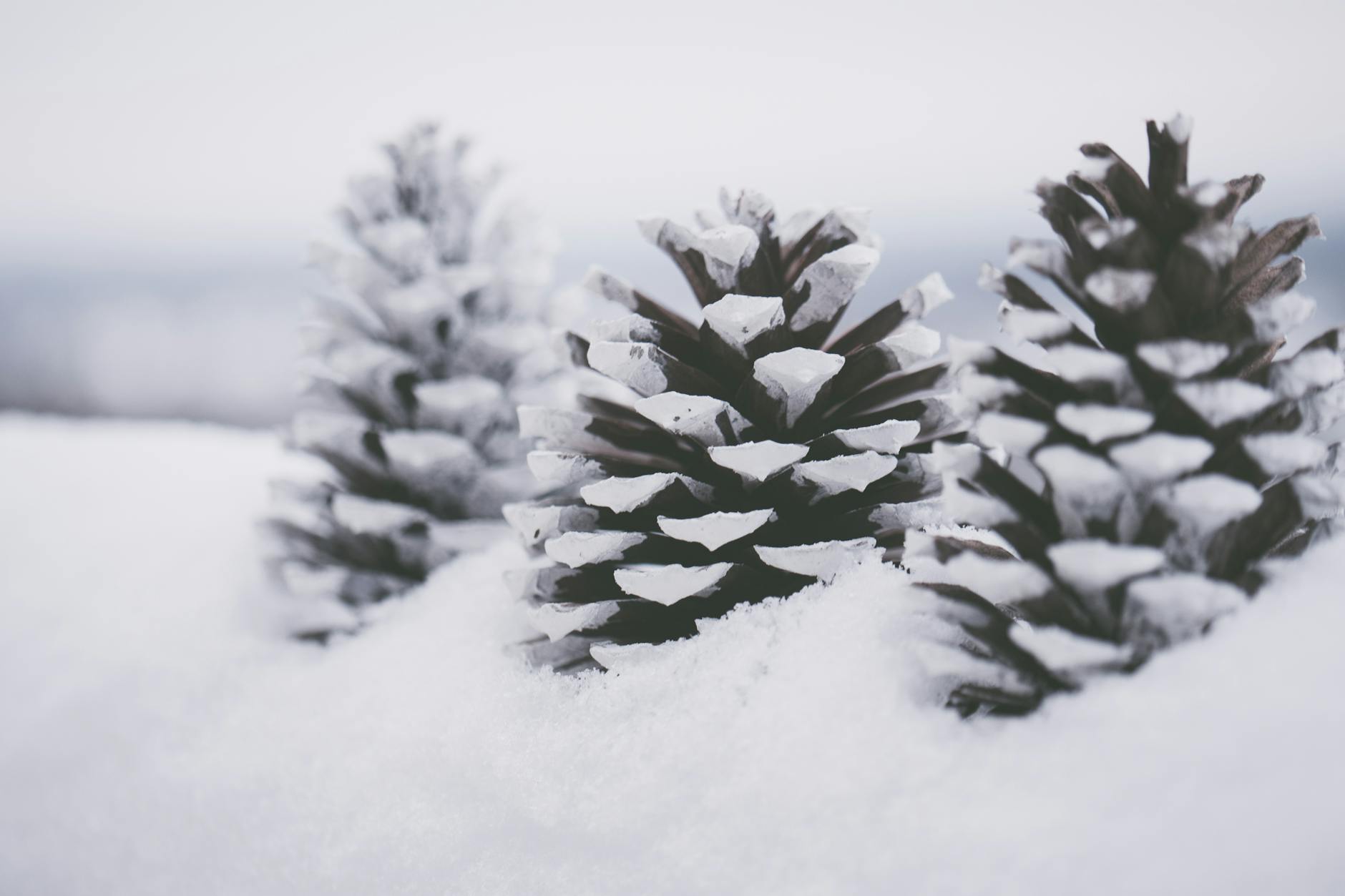 Day Three in the Cold Timeline—What's Actually Happening in Your Body