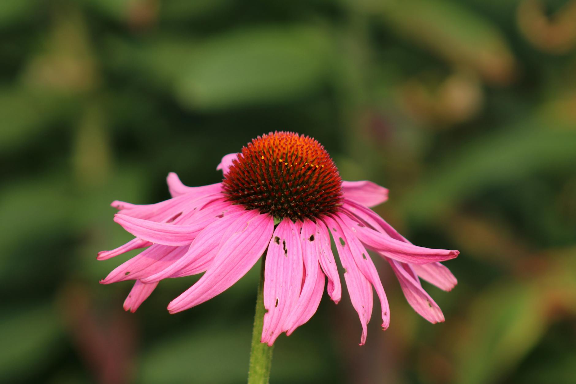 Does Echinacea Really Work Against Post-Nasal Drip?