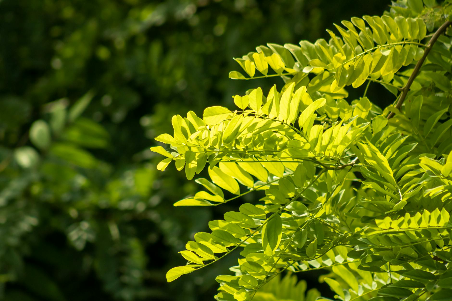 Does Quercetin Actually Reduce Cold Pressure and Congestion?