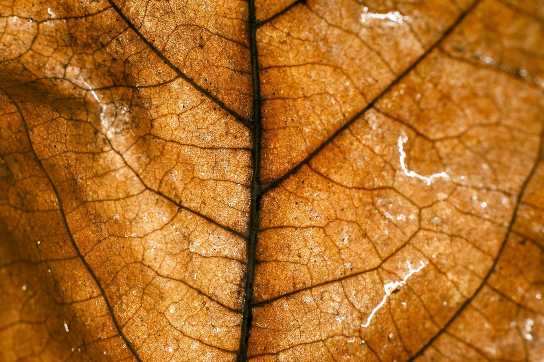 How Dementia Changes Financial Capacity and Decision-Making