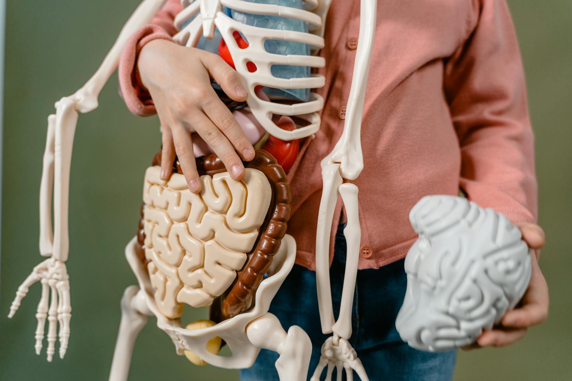 How Do Estrogen and the Brain Interact?