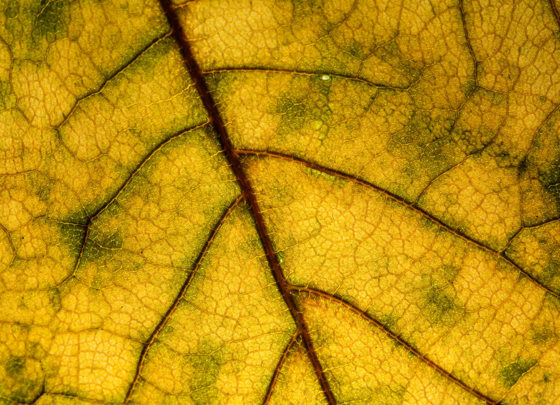 How Do Microangiopathic Changes Affect Memory Function?