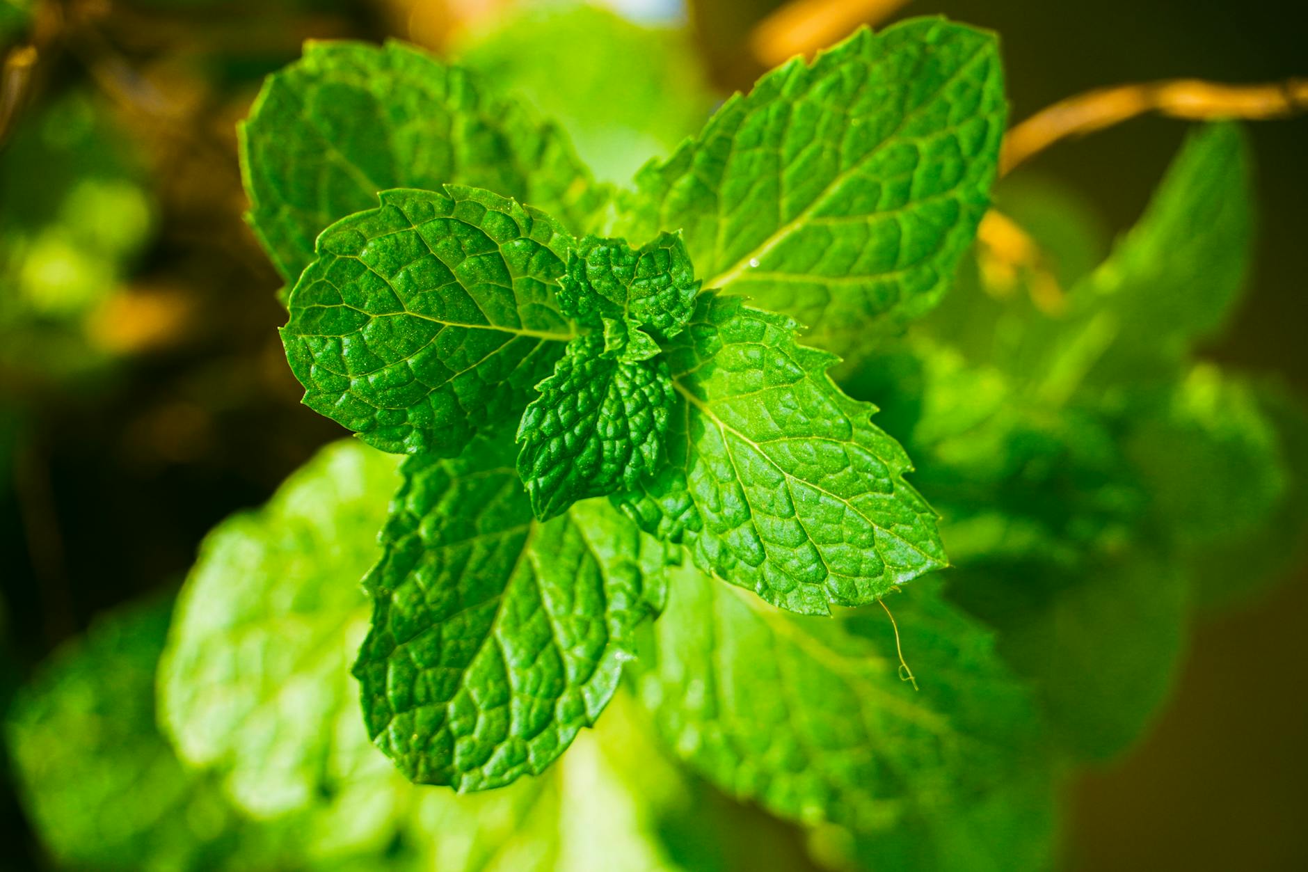 HOW DOES MENTHOL AFFECT NASAL CONGESTION AND ALLERGY DISCOMFORT?