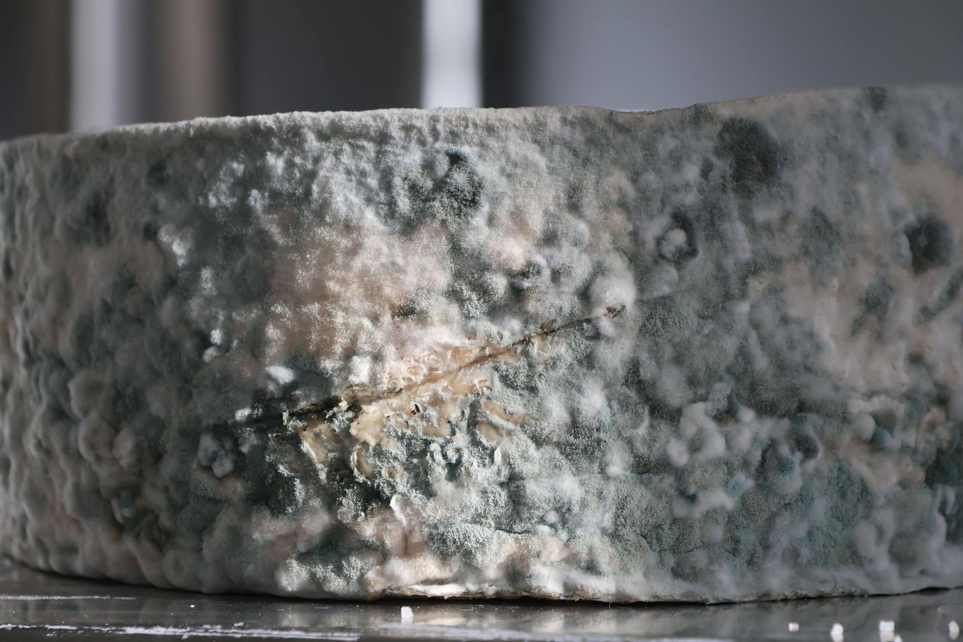 How Does Mold Season Trigger Respiratory Problems and Why Does It Matter More for Aging Adults?