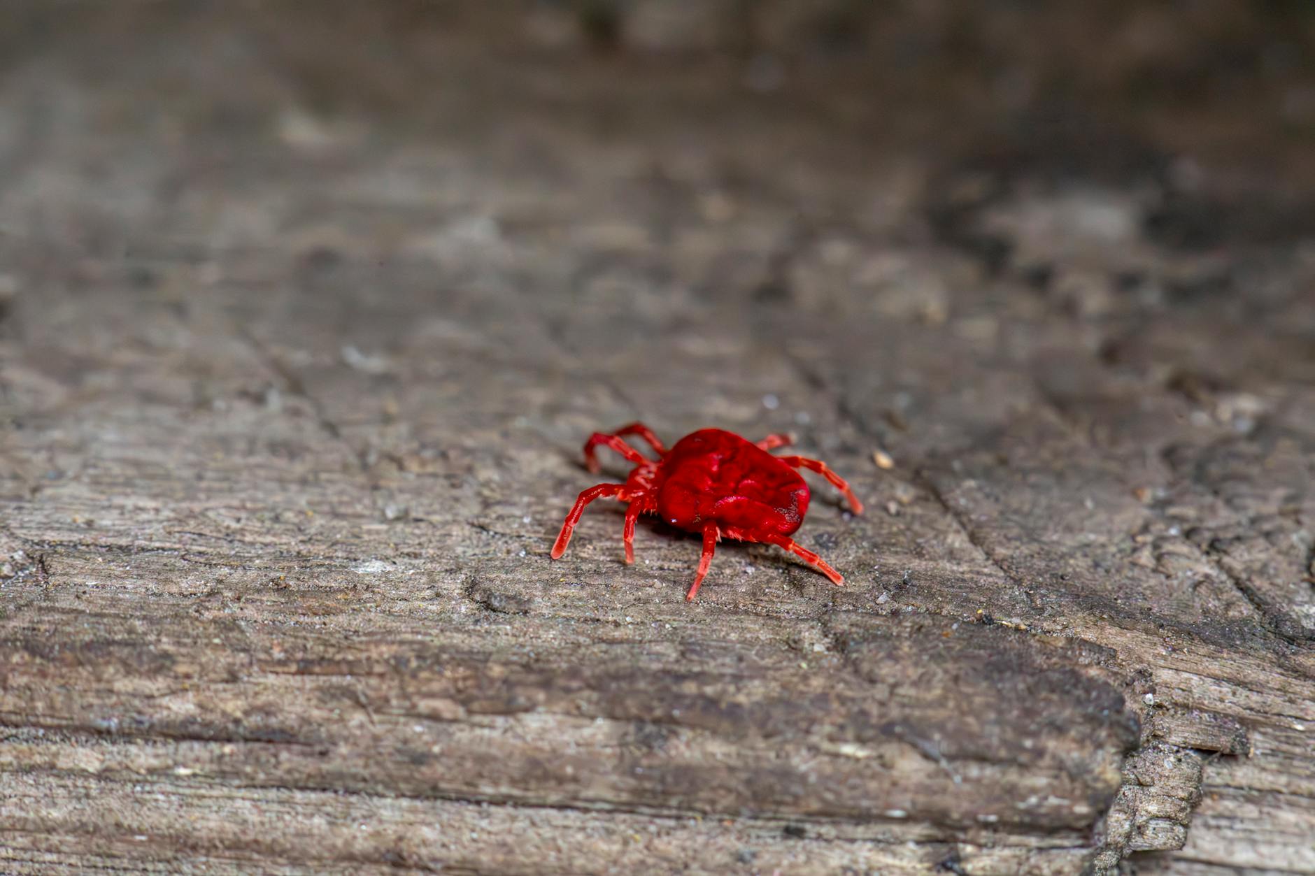 How Dust Mite Reactions Affect Older Adults and Brain Health