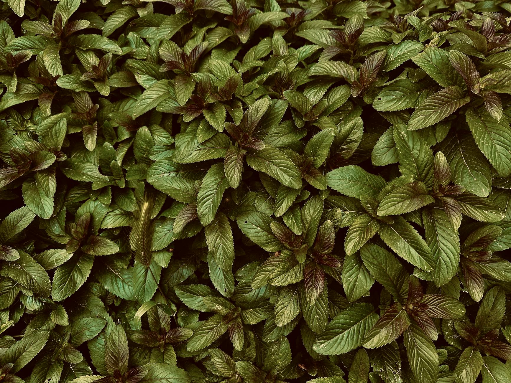 How Menthol Creates the Illusion of Better Breathing
