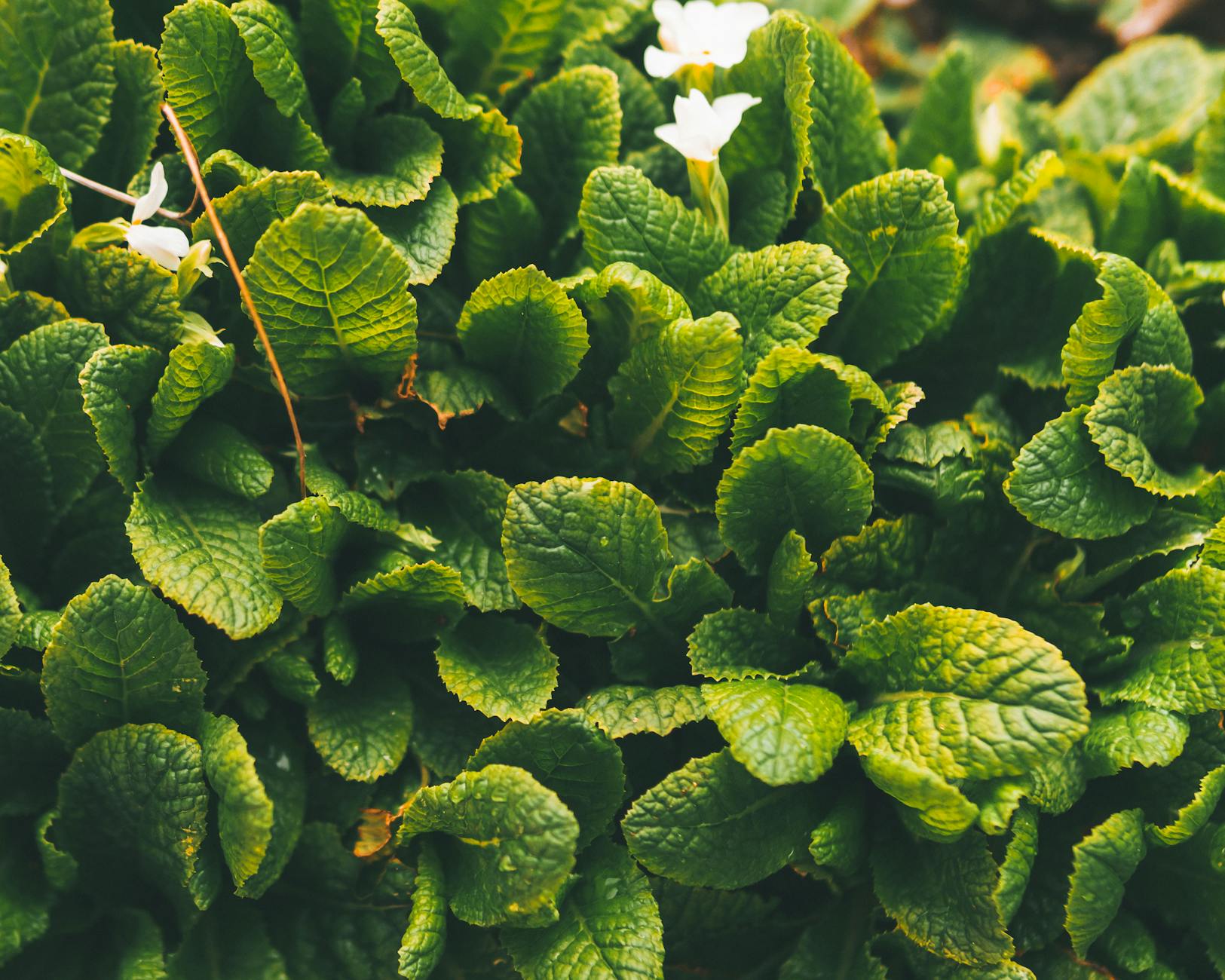 How Mentholatum and Alka-Seltzer Plus Combat Nasal Congestion Differently