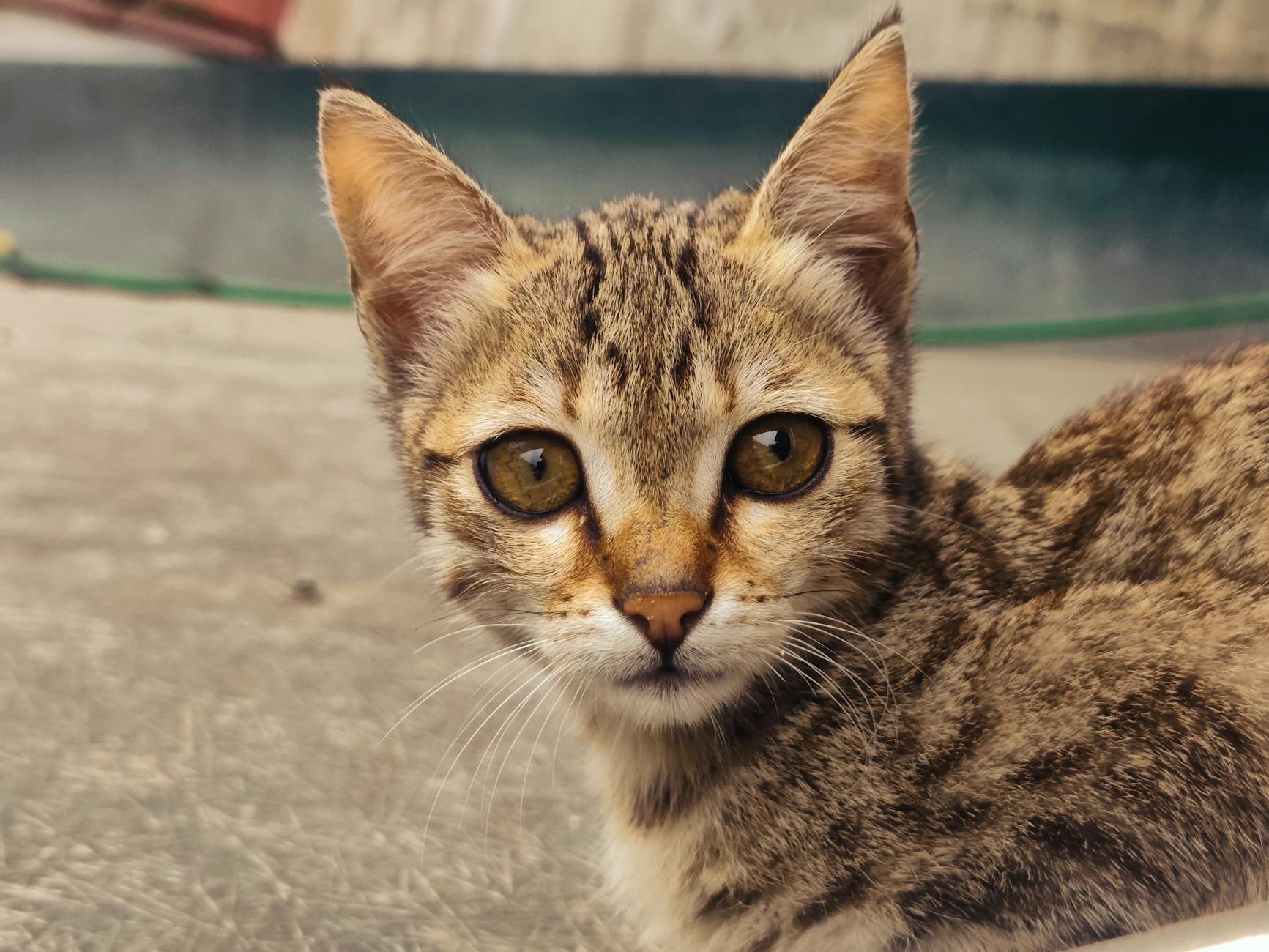 How Pets Create Structure and Daily Routine