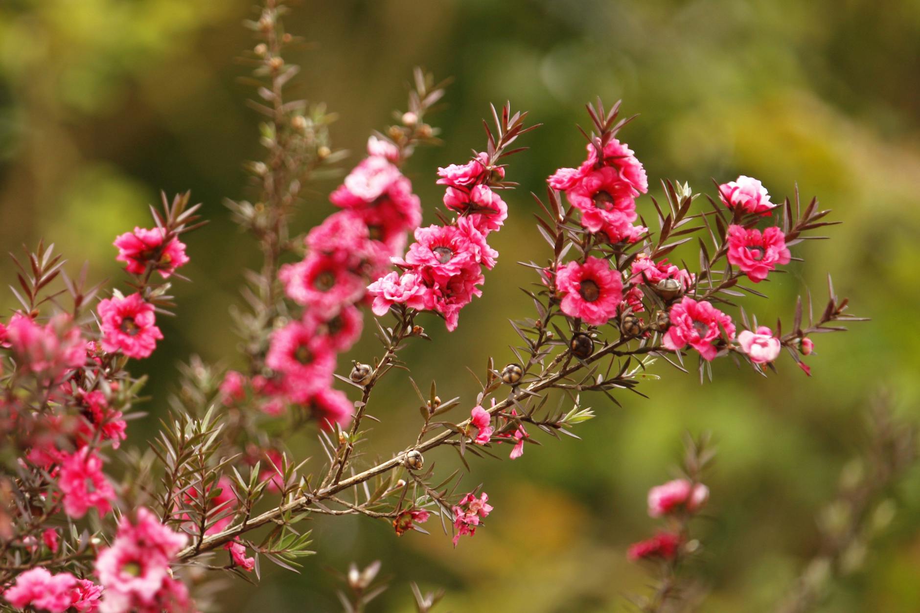 How Quickly Does Manuka Honey Relieve Sinus Symptoms?
