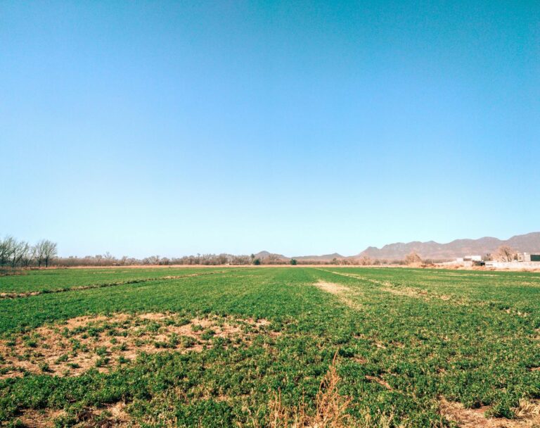 Nucala and Ragweed Misery: A Plain-English Guide - Featured image