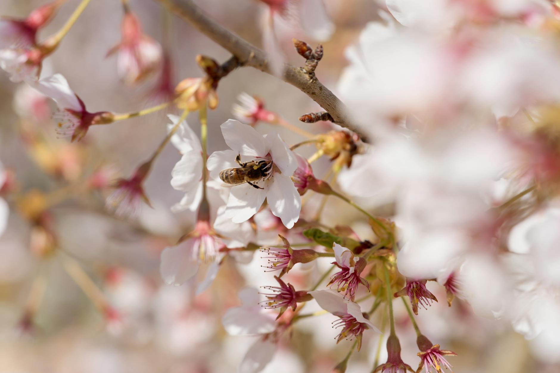 Tree Pollen Allergy Mechanisms and Why Ventolin Provides Only Partial Relief