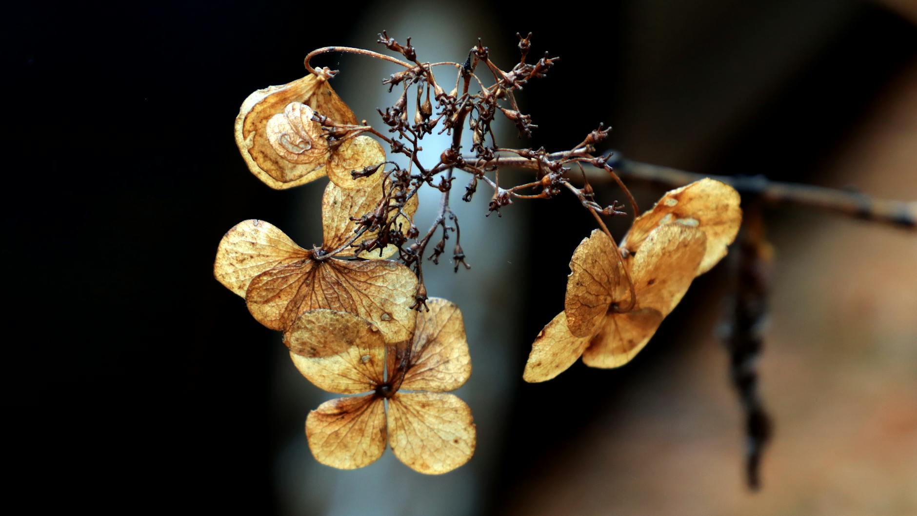 What Changes When Dementia Staff Receive Formal Training?