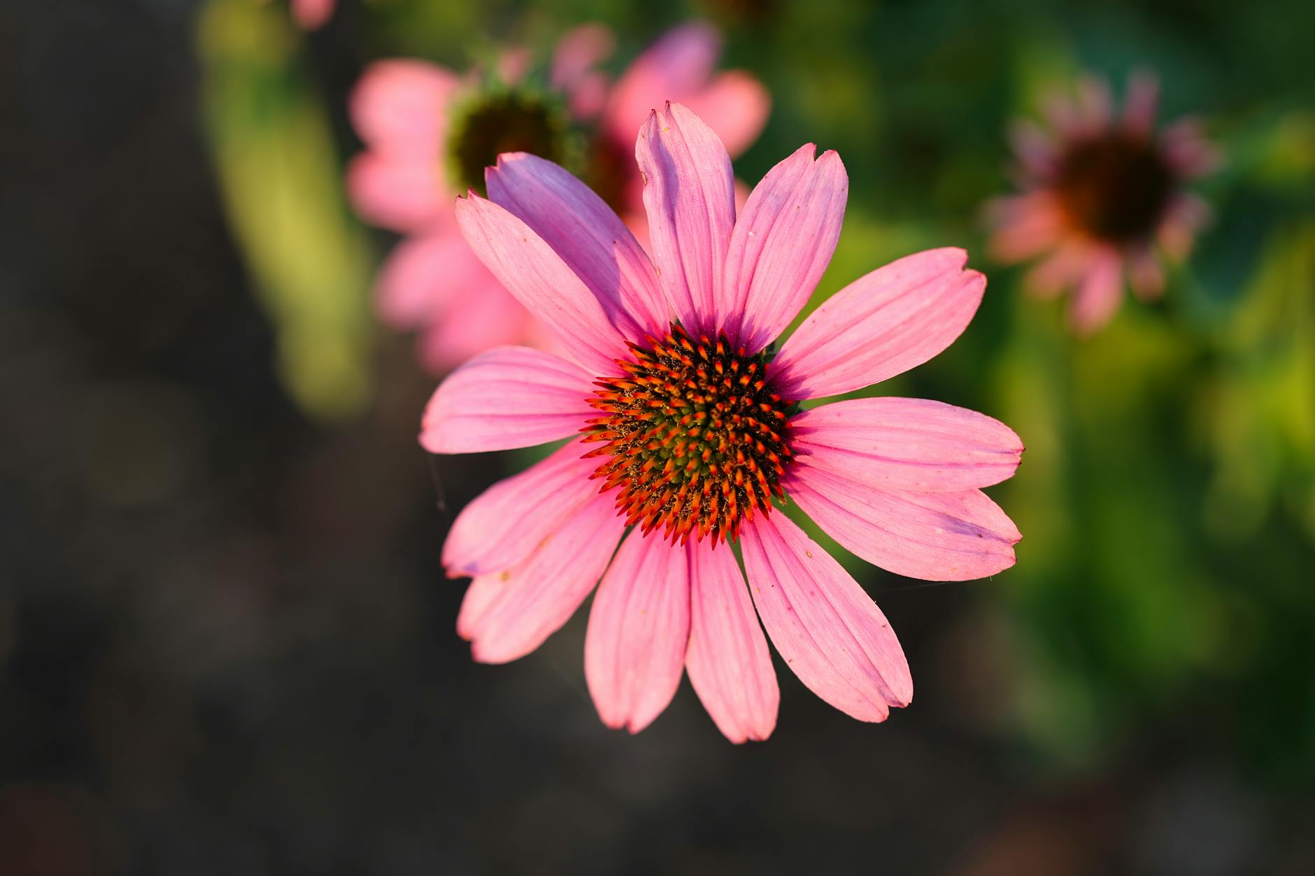 What Does Echinacea Actually Do for Eye Health?