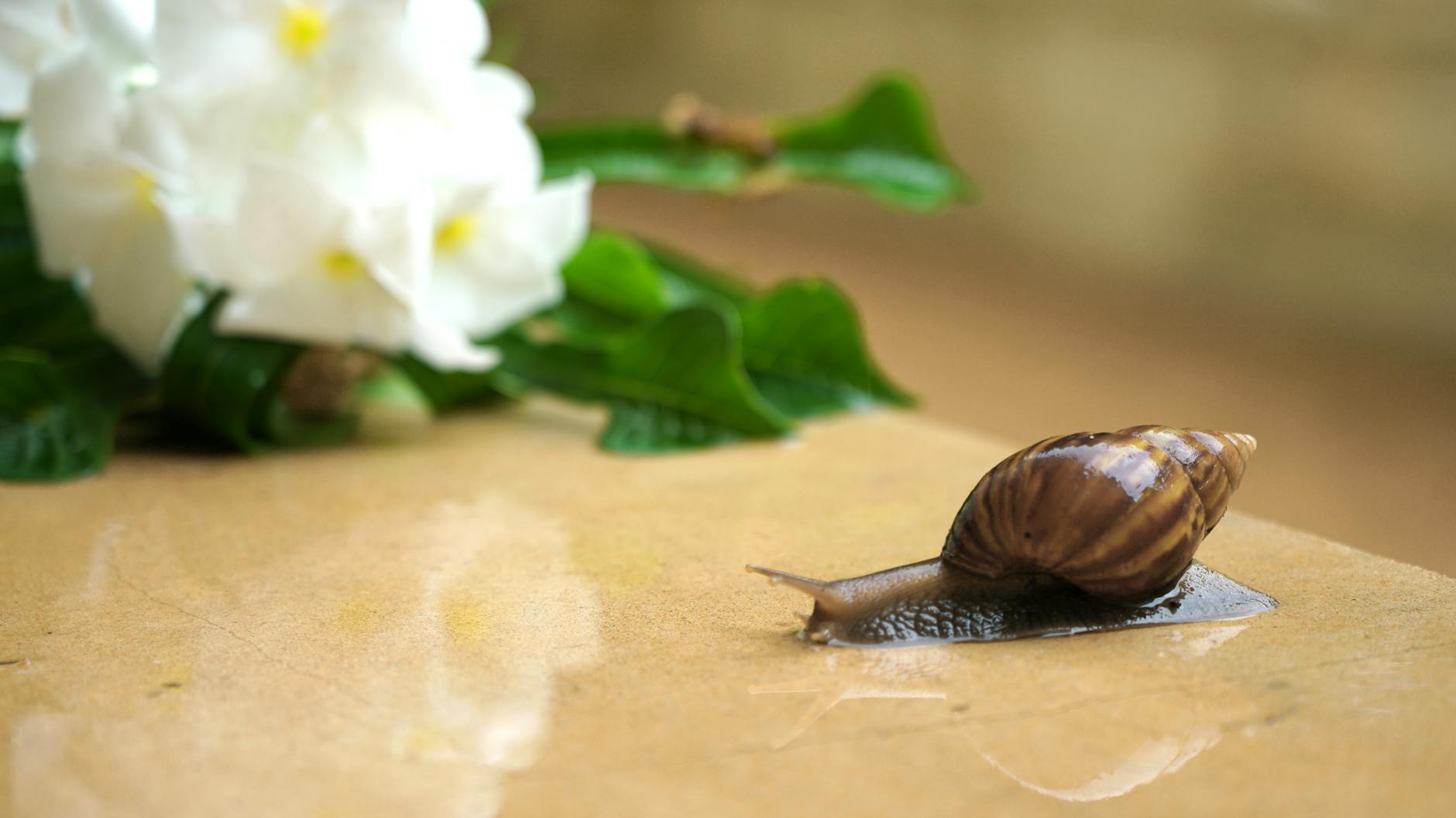 What Does Slowing Dementia Progression Actually Mean?