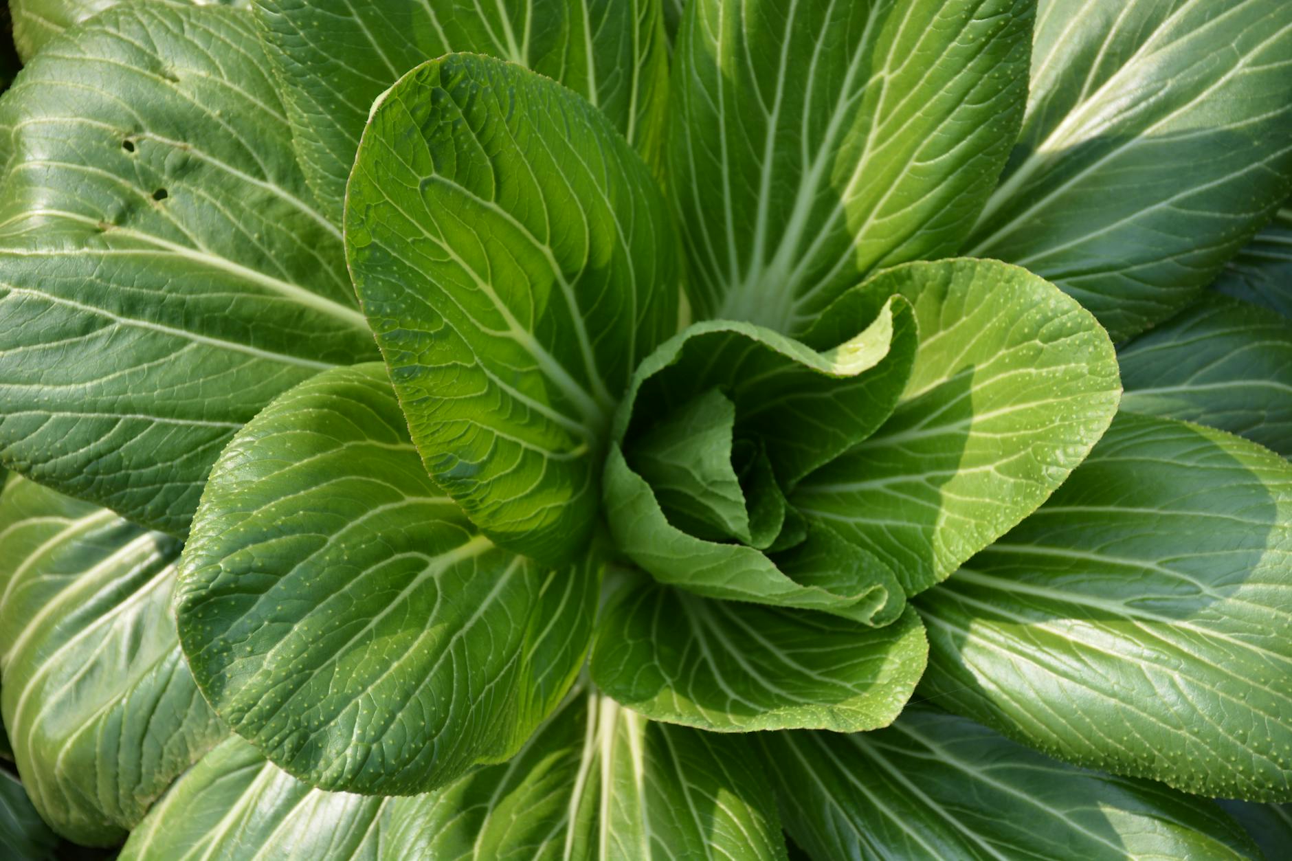 What is Z-Pak and Why Doesn't It Treat Colds?