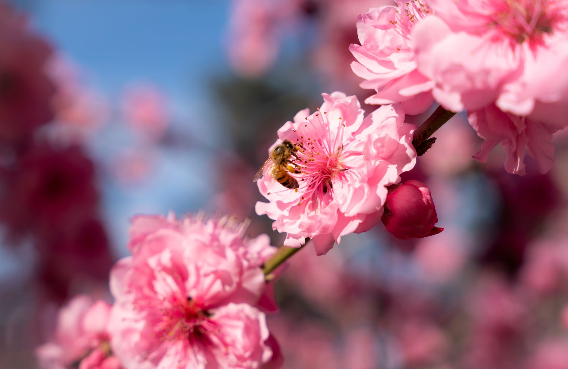 What Makes Manuka Honey Different for Nasal Congestion?