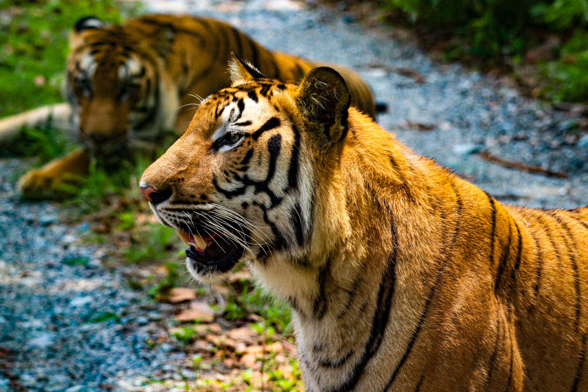 WHAT TIGER BALM ACTUALLY DOES AND WHY IT CAN'T TREAT ALLERGIES