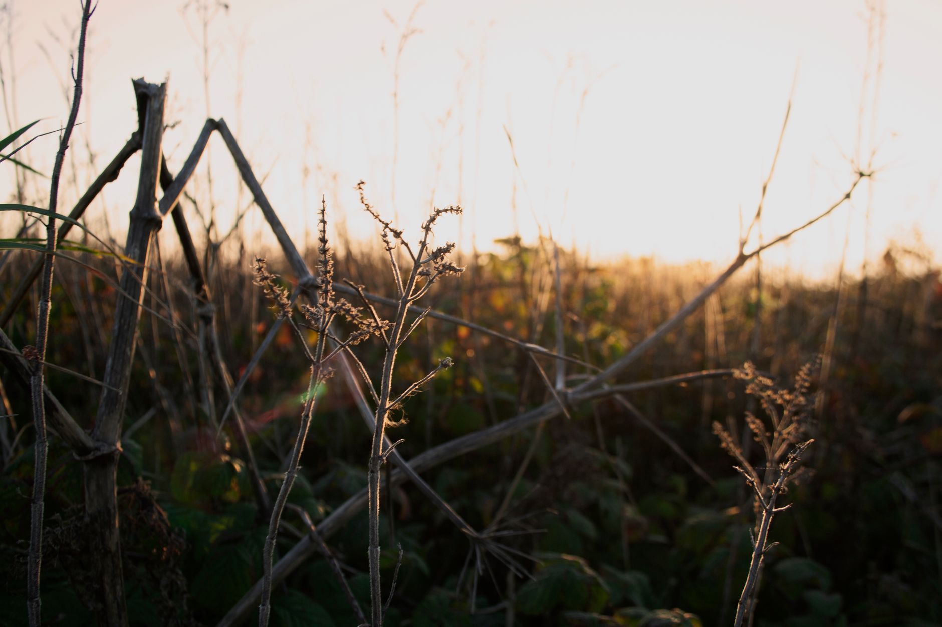 When Albuterol Works Best During Ragweed Season
