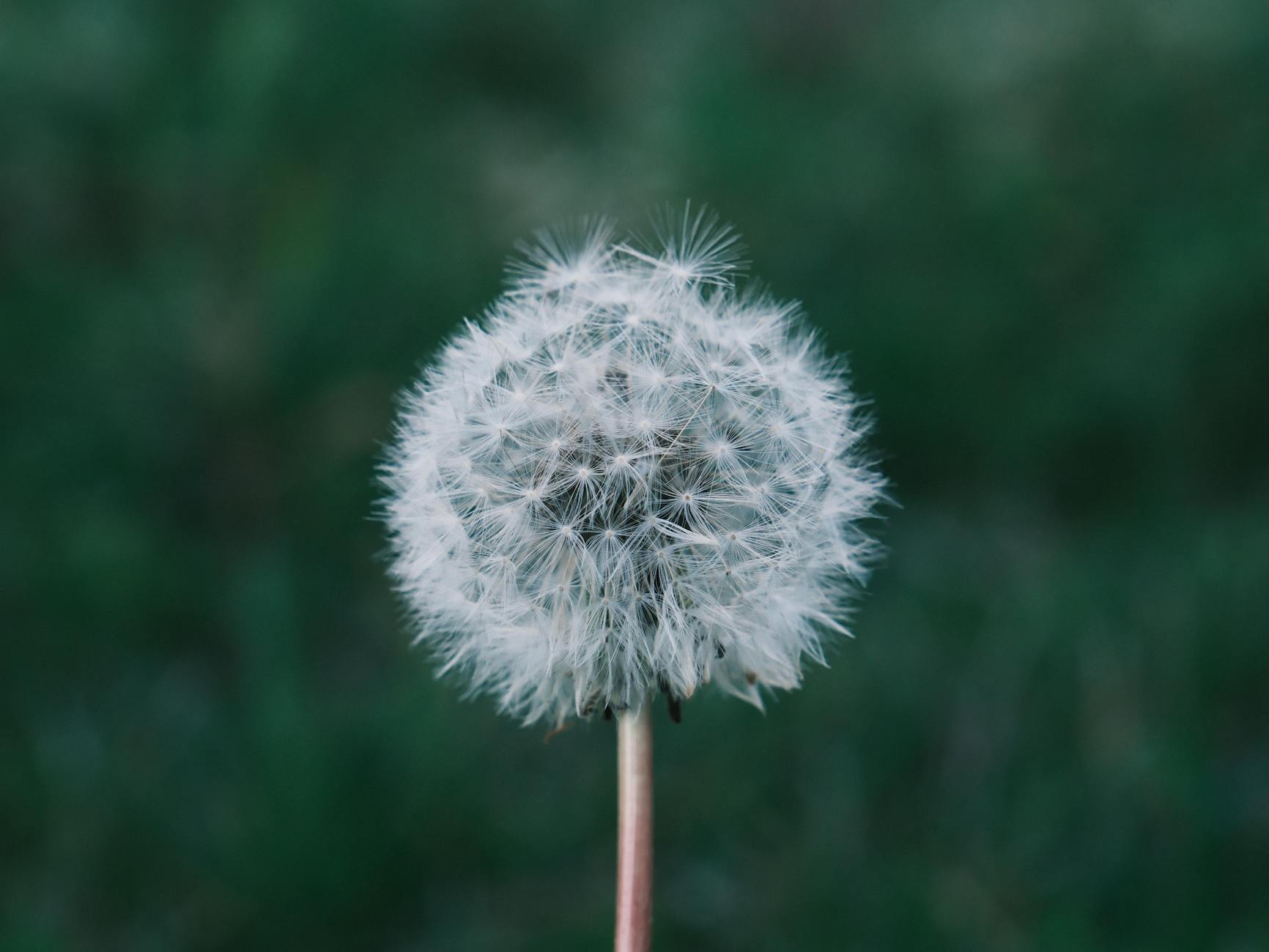When Does Fluticasone Begin Working on Dry Cough Symptoms?