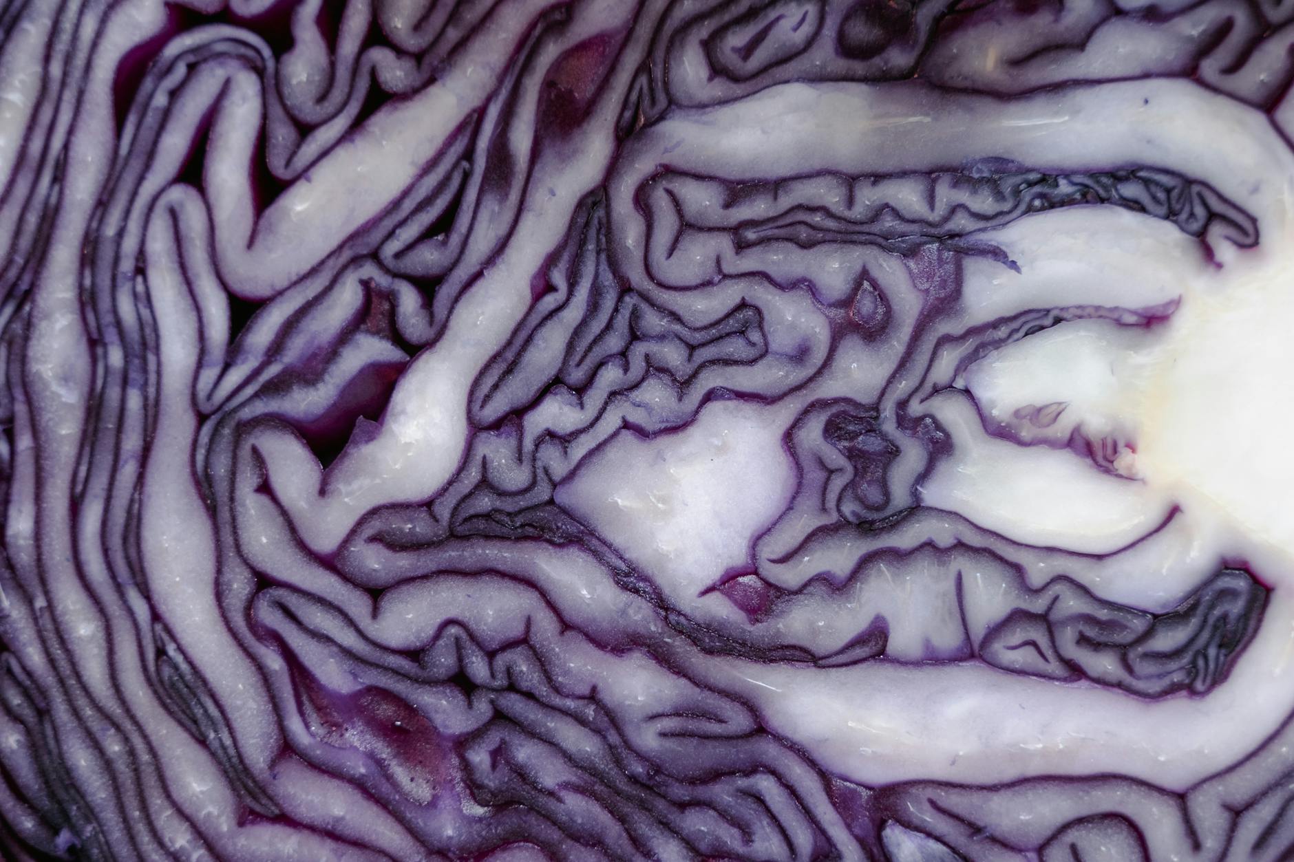 Which Diet Patterns Protect Brain Health and Reduce Dementia Risk?