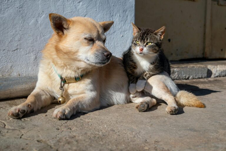 Why Animal Companionship May Reduce Agitation - Featured image