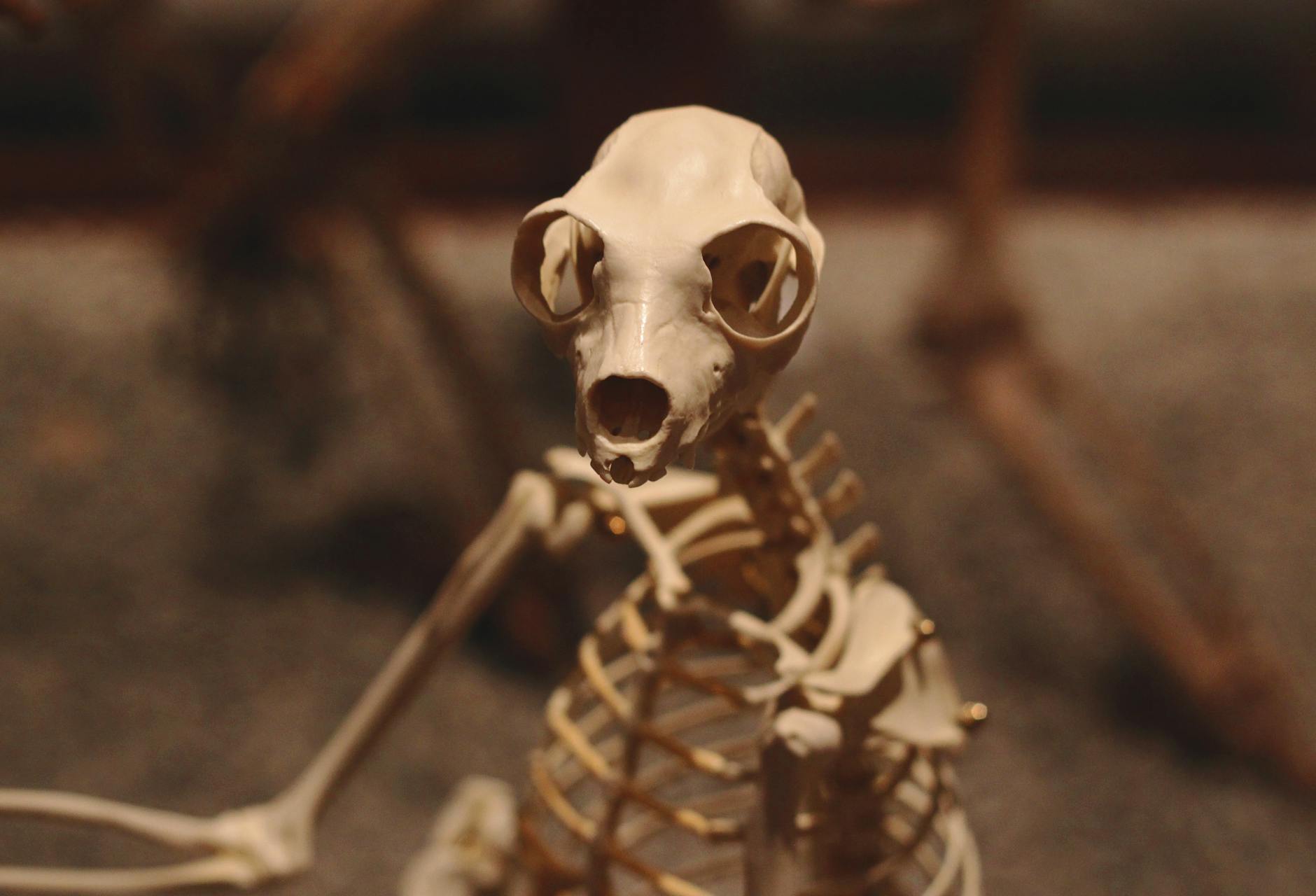 Why Animal Models Have Failed Alzheimer's Research for Decades