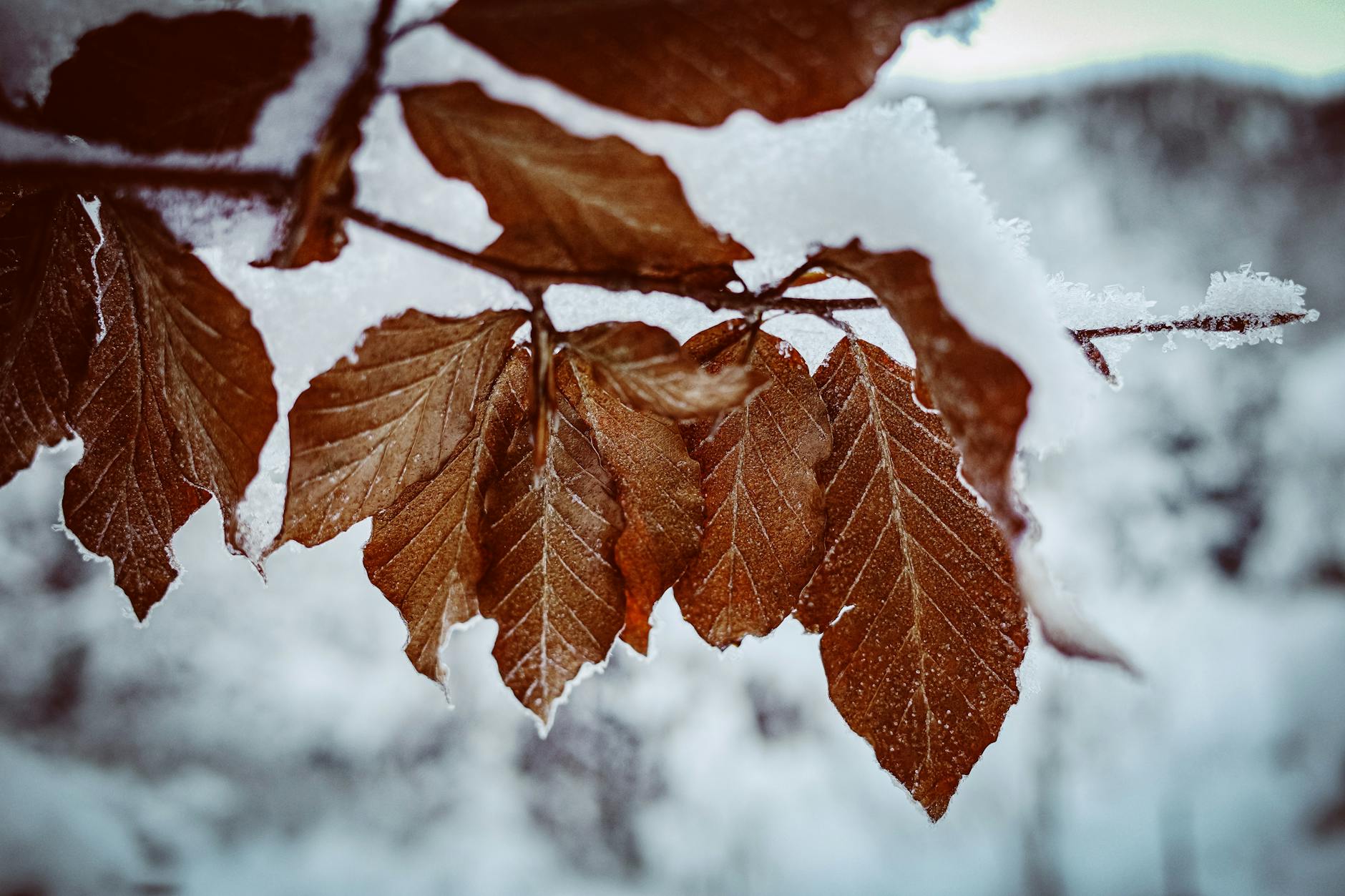 Why Long Cold Seasons Warrant Extra Attention for Cognitive and Overall Health