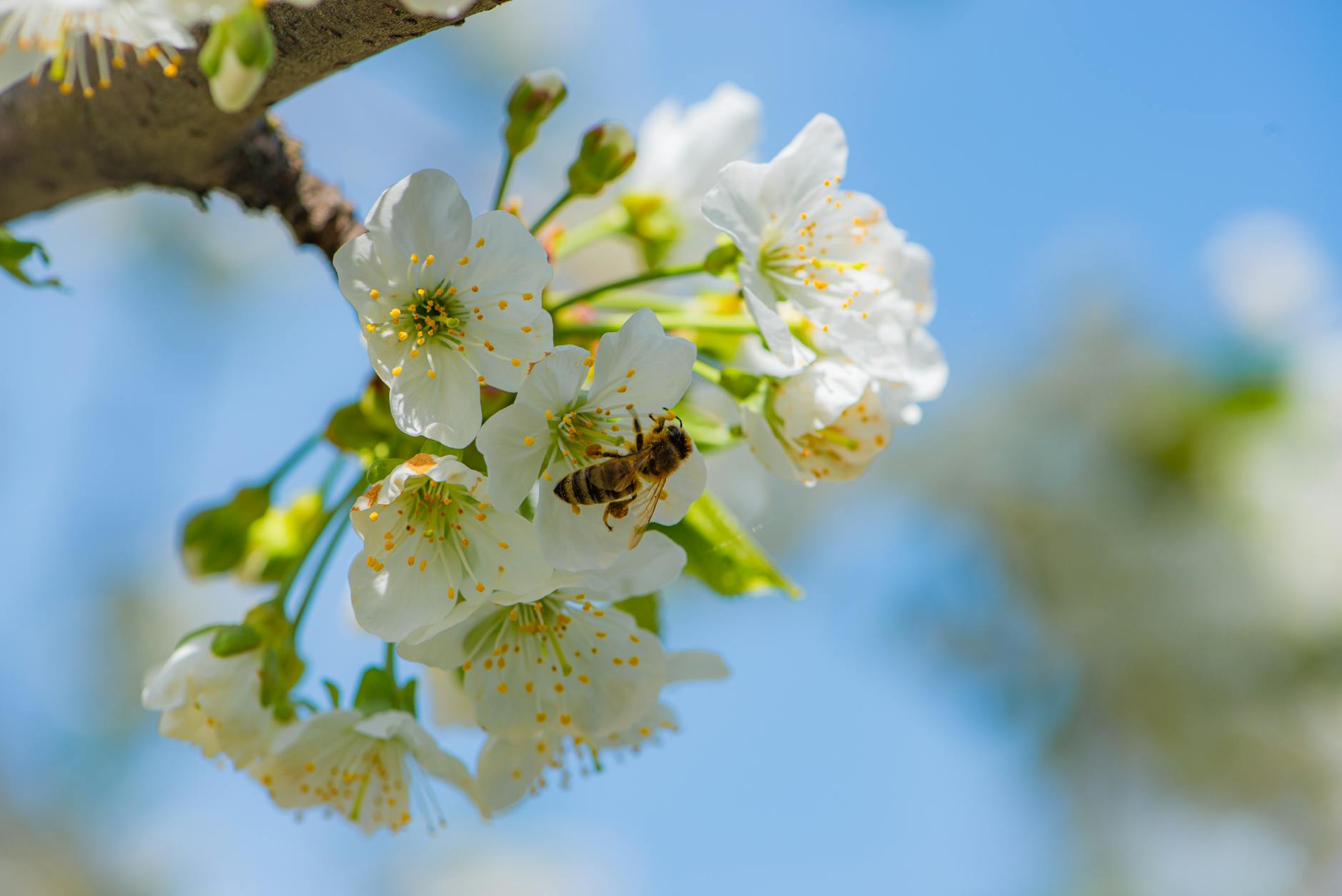 ZICAM FOR POLLEN SEASON SPECIFICALLY: THE REAL-WORLD ANGLE