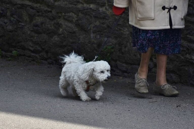 Canine Movement Patterns Reveal Dementia Risk in Aging Dogs Earlier - Featured image