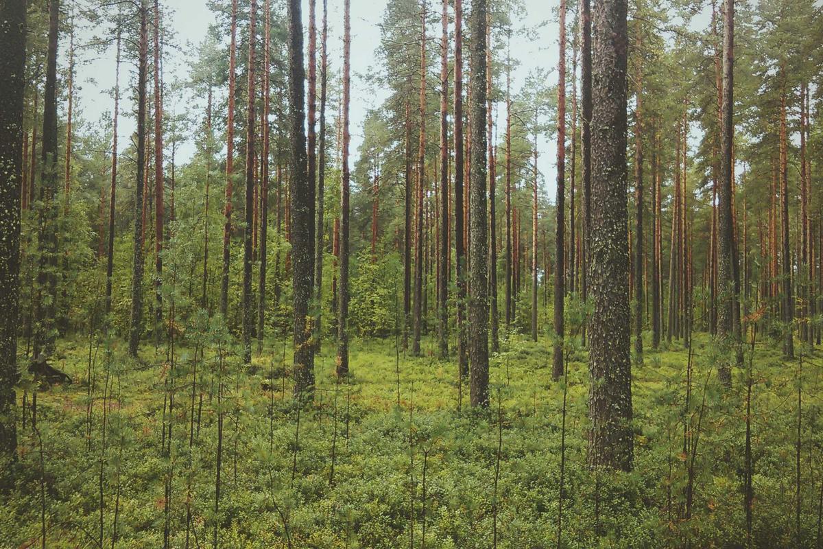 Why Do Hallucinations Occur in Parkinson's Dementia?