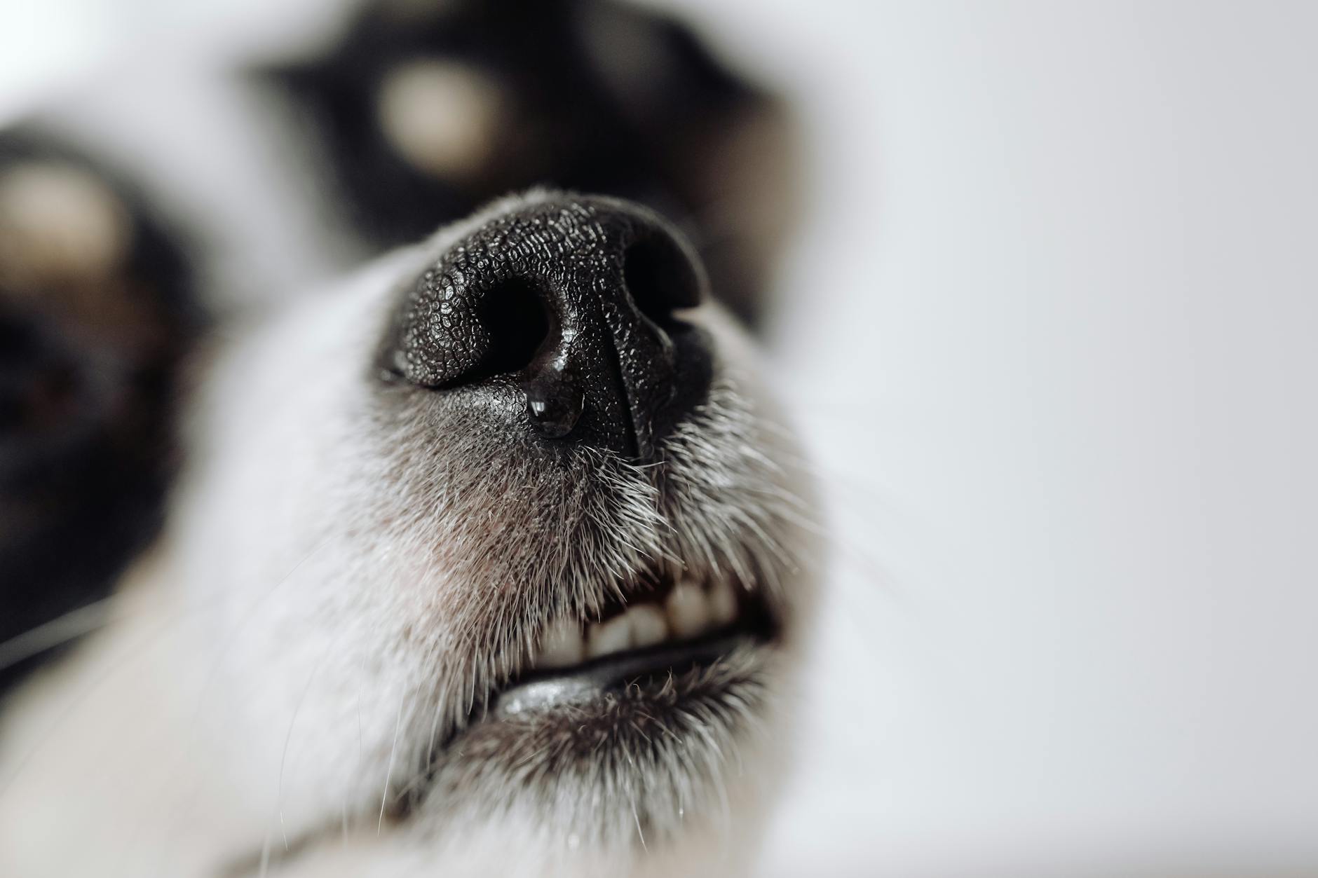 Why Does Smell Loss Affect Appetite in Dementia?