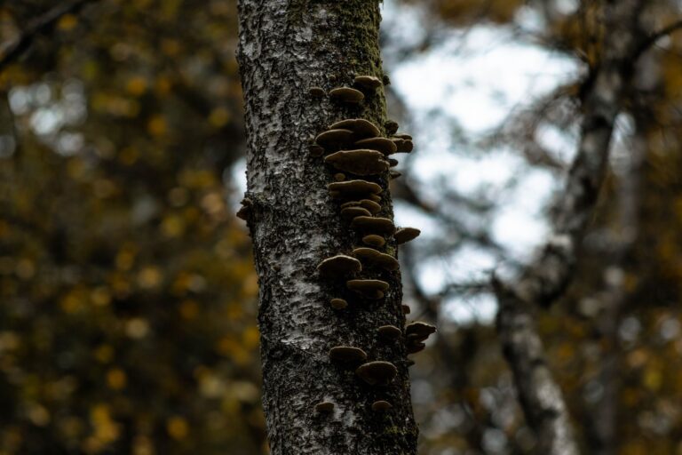 Chaga Mushroom for Brain Health: What Dementia Studies Can and Cannot Prove - Featured image