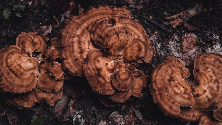 Could Maitake Mushroom Support Memory? What Dementia Families Should Know Before Trying It - Featured image