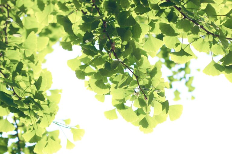 Ginkgo and Warfarin With Memory Loss: What to Ask About Bleeding Risk - Featured image