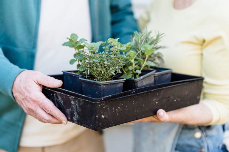 Leafy Greens and the MIND Diet for Memory: Does Combining Them Improve the Dementia Evidence? - Featured image