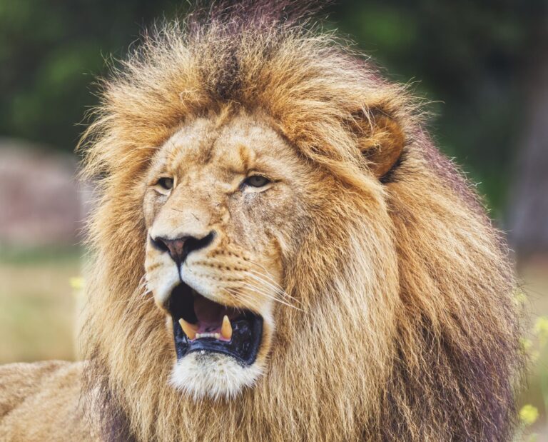 Lion's Mane and Alzheimer's Disease: Human Evidence and Safety Questions - Featured image