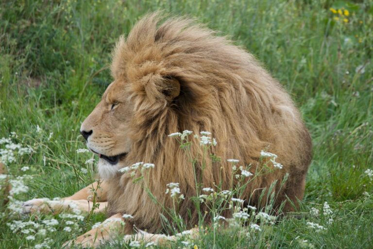 lion-s-mane-for-older-adults-with-memory-loss-reviewing-allergies